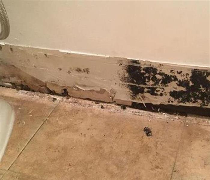 removed coving showing black mold at the base of a wall