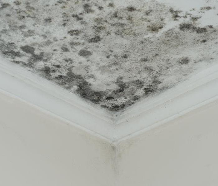 Mold on a ceiling with a border. 
