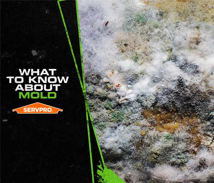Image of an example of mold, What to know about mold, SERVPRO caption. 